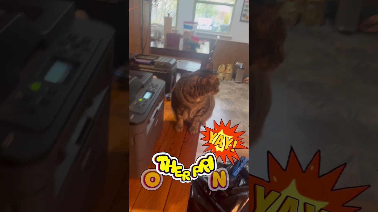 BOSCO the Brother printer cat!   He loves his Brother Printer