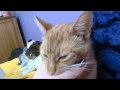 Orange Kitty Biting