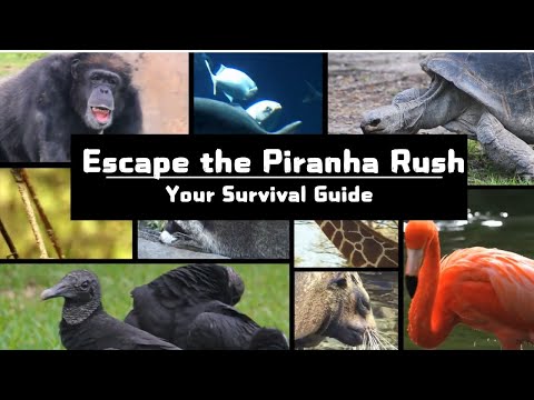 Escape the Piranha Rush: Your Survival Guide