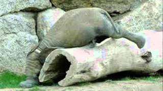 Smut Peddlers   If you&#39;re gonna be dumb you gotta be tough