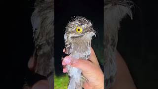 Download lagu Suara burung paling menakutkan di dunia! #faktahewan #satwaliar #fakta mp3 Download lagu Suara burung paling menakutkan di dunia! #faktahewan #satwaliar #fakta mp3