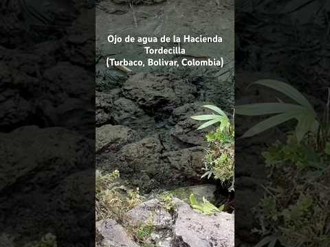 Les presento a otra fuente de agua que nutre la Ciénaga La Virgen de Cartagena, Colombia.