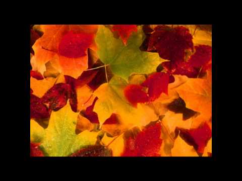 Zucker&Zimt - Autumn Leaves