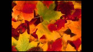 Zucker&Zimt - Autumn Leaves