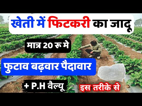खेती में फिटकरी का सही प्रयोग | Kheti mein fitkari ka sahi upyog|Fitkari ka upyog|Fitkari in farming