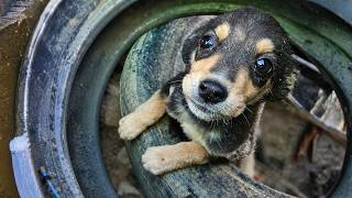 Stray Puppy Couldn't Believe What's Happening!