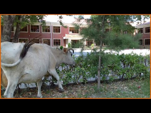 TƏCİLİ: Bakıda bu şagirdlər üçün dərslər ləğv edildi - İNANILMAZ GÖRÜNTÜLƏR - CANLI YAYIM