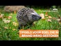 Tipgeld voor in brand gestoken egel: 'Hier moet iets aan gedaan worden'