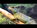 Animal Video Live New Funny Animal Video 2021 Best Video