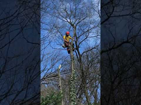 Abtragen einer Wildkirsche mit SKT