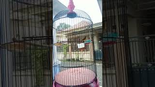Download lagu sogon materi Zipper wit wit cocok buat masteran..buat sogon bahan mp3 Download lagu sogon materi Zipper wit wit cocok buat masteran..buat sogon bahan mp3