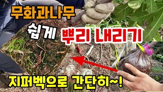 무화과나무 지퍼벡으로 쉽게 뿌리내리는 방법 무화과 빨리 키워 먹으려면 이렇게 무화과나무를 자르지 않고 삽목해…