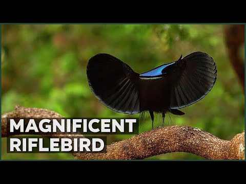 Forget Ballet 🕺This Bird's Got Moves! | Nature Nuggets