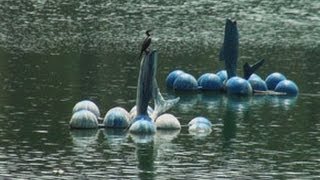 A pond in Bandra West, Mumbai 