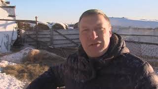 Смесь домашней свиньи и дикого кабана вывел фермер из Тюменской области