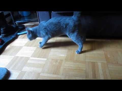 Rufus Adoption Video