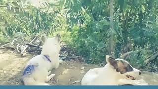 Baby Girl Is Being Raised By Six German Shepherds | The Dodos, IAGJ