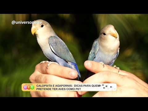 Calopsita e Agapornis: Dicas para quem pretende ter aves como pet 21 11 2022