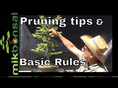 Hindi Bonsai tips and basic pruning rules  - European Larch nebari & summer pruning