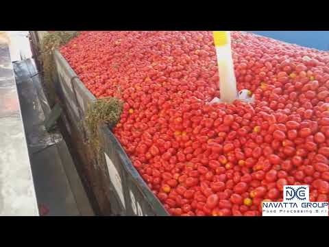 NG Tomatoes Unloading 200 TONS