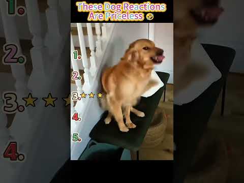 These Dog Reactions Are Priceless 🤣
