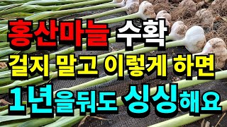 홍산마늘 뽑기쉬워요.크기도 대박! 마늘수확시기, 마늘수확후 건조방법.이렇게 말려야 내년까지 보관해요