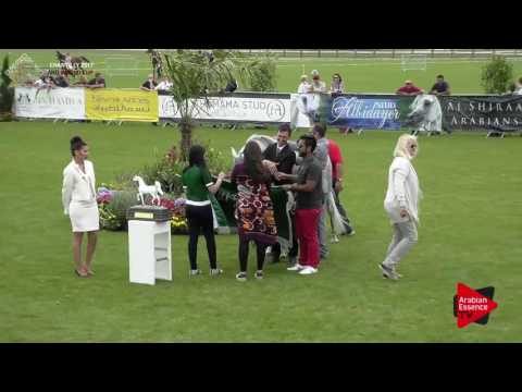 1st PLACE  N.27 BINT HAZY AL KHALEDIAH - Chantilly 2017 World Cup - Mares Championship (Class 13)
