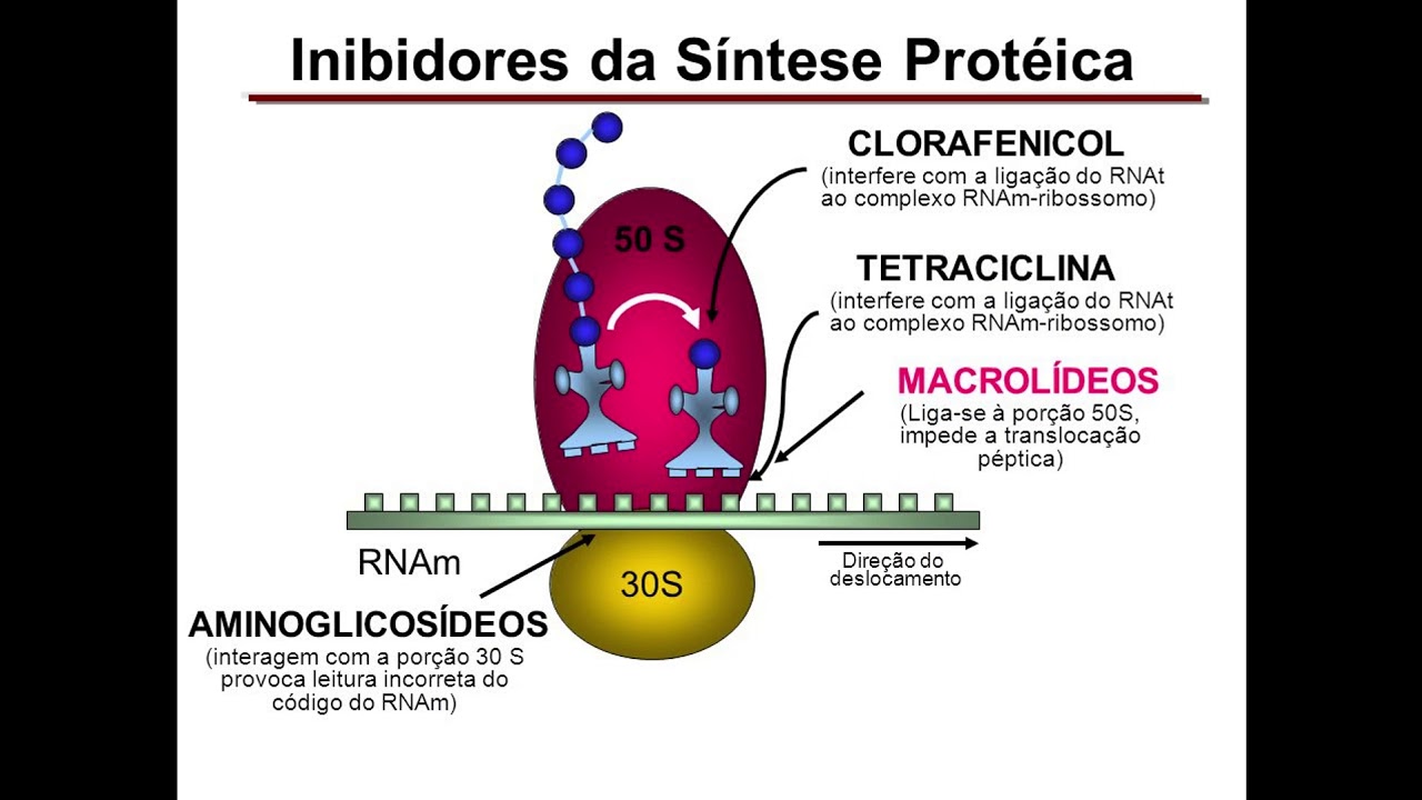 Antibióticos que interferem na síntese proteica