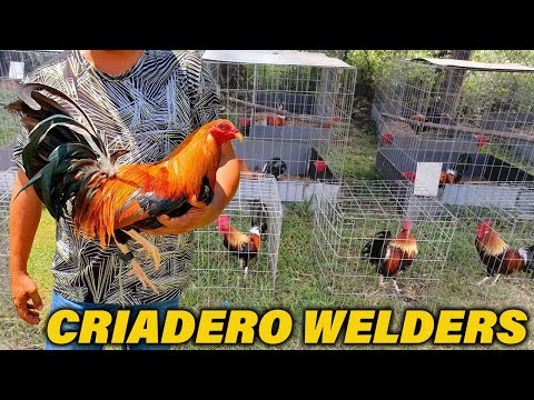 QUALITY !! Asil Kelso Sweater Golden Hatch Criadero Welders