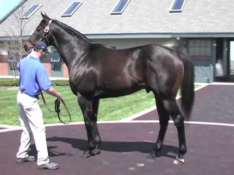 Street Sense 2007 Kentucky Derby Winner
