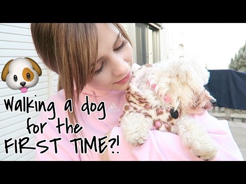 Volunteering at an Animal Shelter in Japan