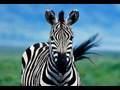 Zebras At The San Diego Zoo In HD