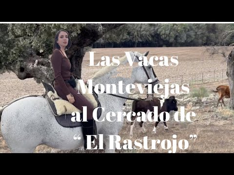 Las Vacas Monteviejas al Cercado de “ El Rastrojo”