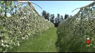 Juliet Organic Apple and its history   Long version