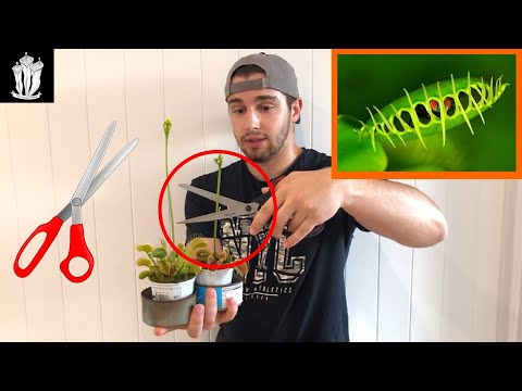 image-What does the color of my Venus flytrap mean? 