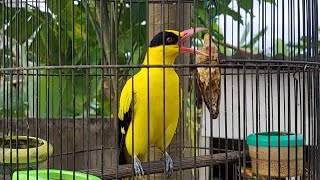 Download lagu Pancingan Kepodang Agar Bunyi Dengan Kicauan Kepodang Emas JAntan Gacor Siang Malam mp3