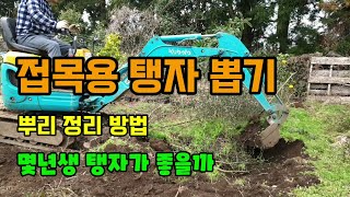 접목을 위해 탱자 뿌리와 가지를 포크레인으로 뽑고 정리하였습니다 탱자뿌리 전정방법 레몬 및 감귤대목