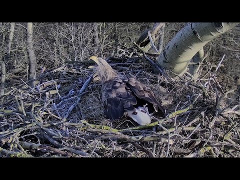 Har du hørt et skrig fra en havørn? 2021