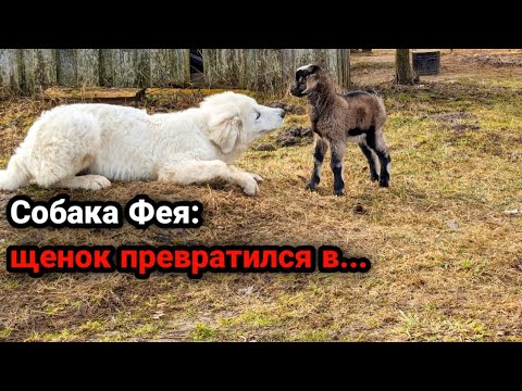 КЕМ СТАЛ МАЛЕНЬКИЙ ЩЕНОК ФЕЯ? Теперь это большая мареммо-абруцкая собака! ????