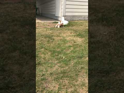 Bennett - Cavapoo puppy for sale