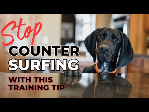 Stop Counter Surfing With This Training Tip