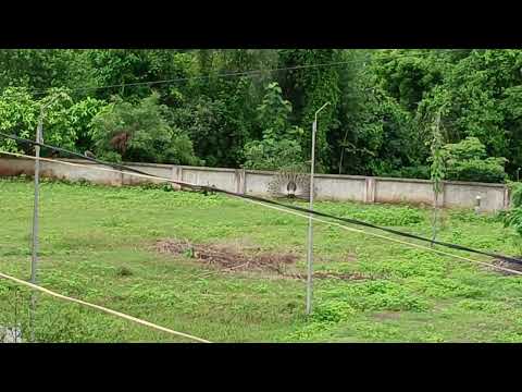 🦚🦚🦚🦚🦚🦚