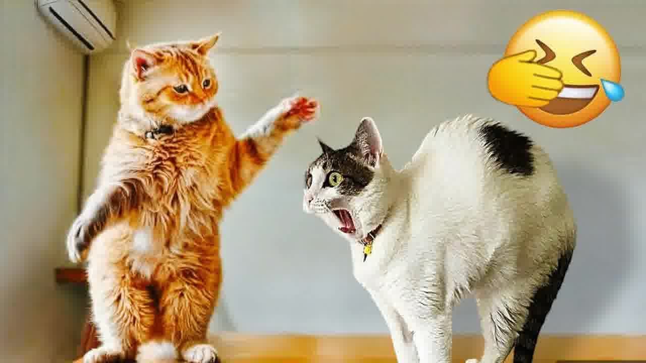 😹 Try Not To Laugh Dogs And Cats 🐶 Funny And Cute Cats Videos 2024 😂❤️