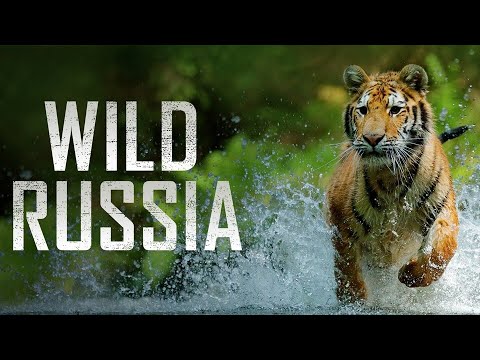 Dzika Rosja Syberia