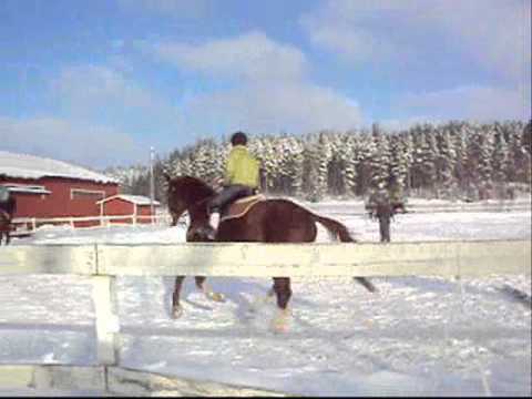 Talvipäivä tallilla