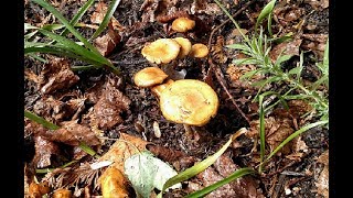 How to Kill Mushroom Fungi in your Garden