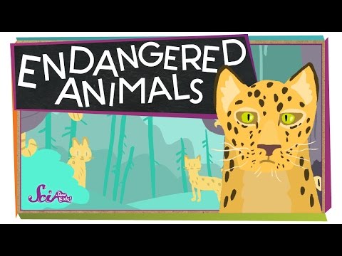 image-Why animals are endangered?