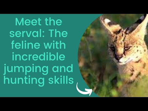 YouTube video about Discover the Fascinating World of Serval Cats
