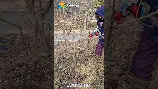 Download lagu 단감나무전지하기 #shorts mp3