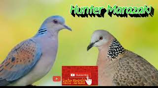 Download lagu SUARA PERKUTUT MIX TEKUKUR 1 Jam Nonstop, Suara Pikat mp3